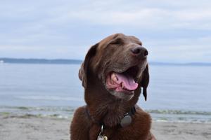 Bigbrowndog
