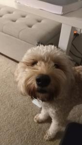 VincenzoShinjo