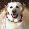 sophiegirl
