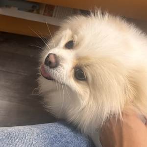 Masonchan
