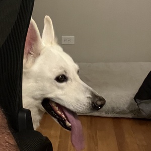 AskJeevs23