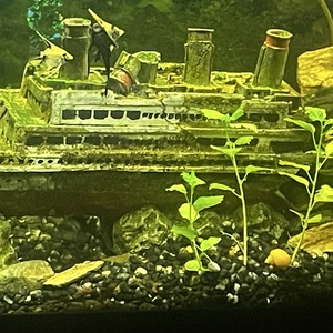 Altima34