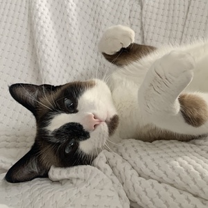 BeanStick
