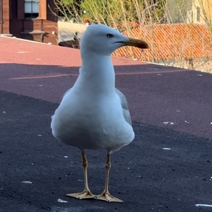 Camlapolla