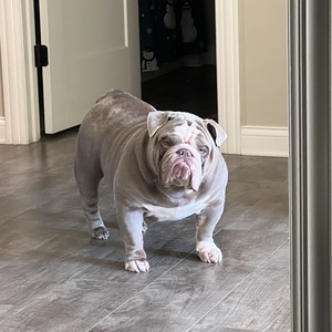 Dannyrooroo
