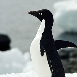 lankypenguin