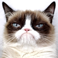 grumpycat